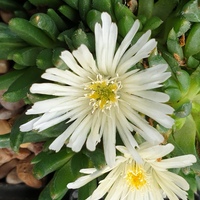 Delosperma congestum 'Album'